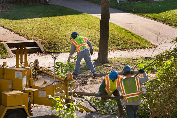Reliable Beverly Hills, TX Tree Removal Solutions