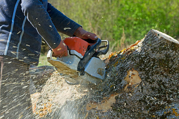 Best Organic Lawn Care Solutions  in Beverly Hills, TX
