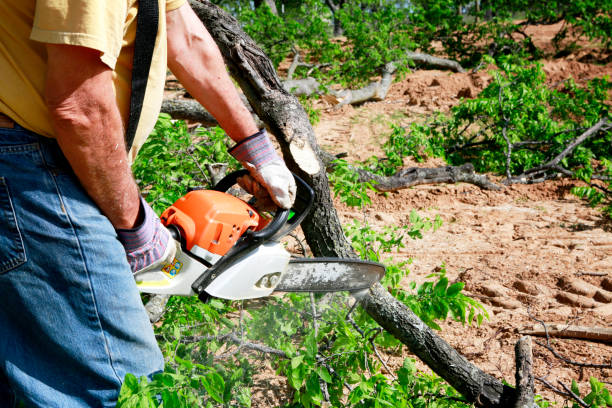 Best Arborist Consultation Services  in Beverly Hills, TX